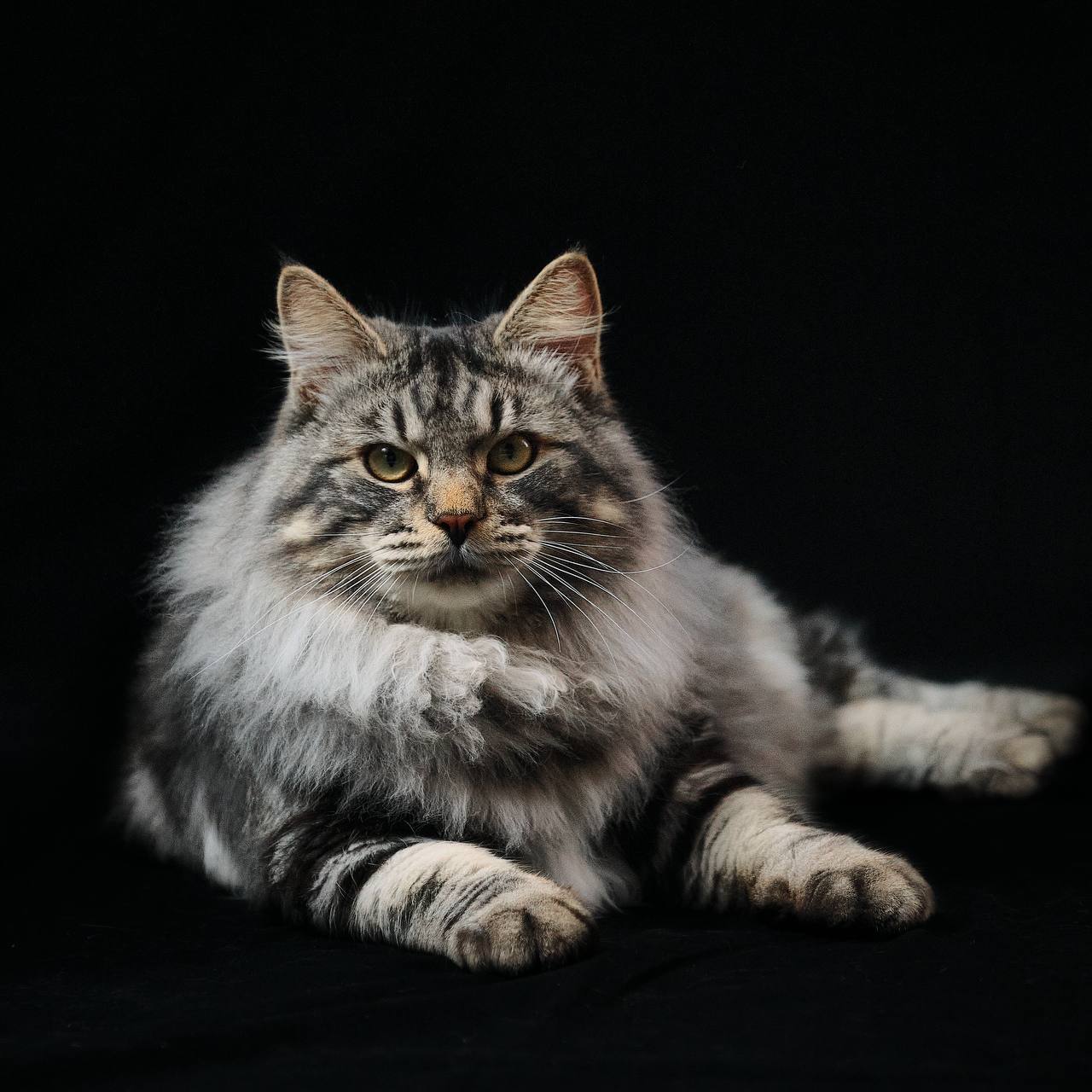 Portrait d’un Kurilian Bobtail de BobTop Barcelona