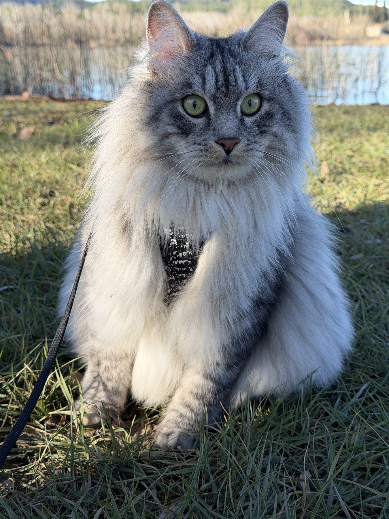 Bobby BobTop, le premier Kurilian Bobtail de notre famille