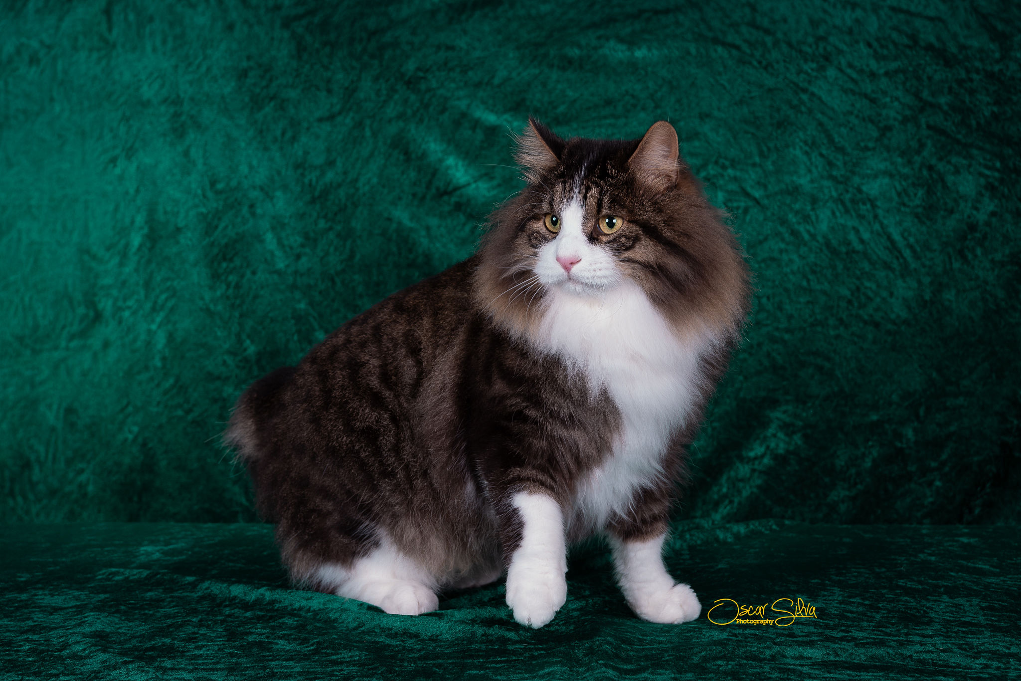 Moises Zolotaya Seredina, Kurilian Bobtail — 3