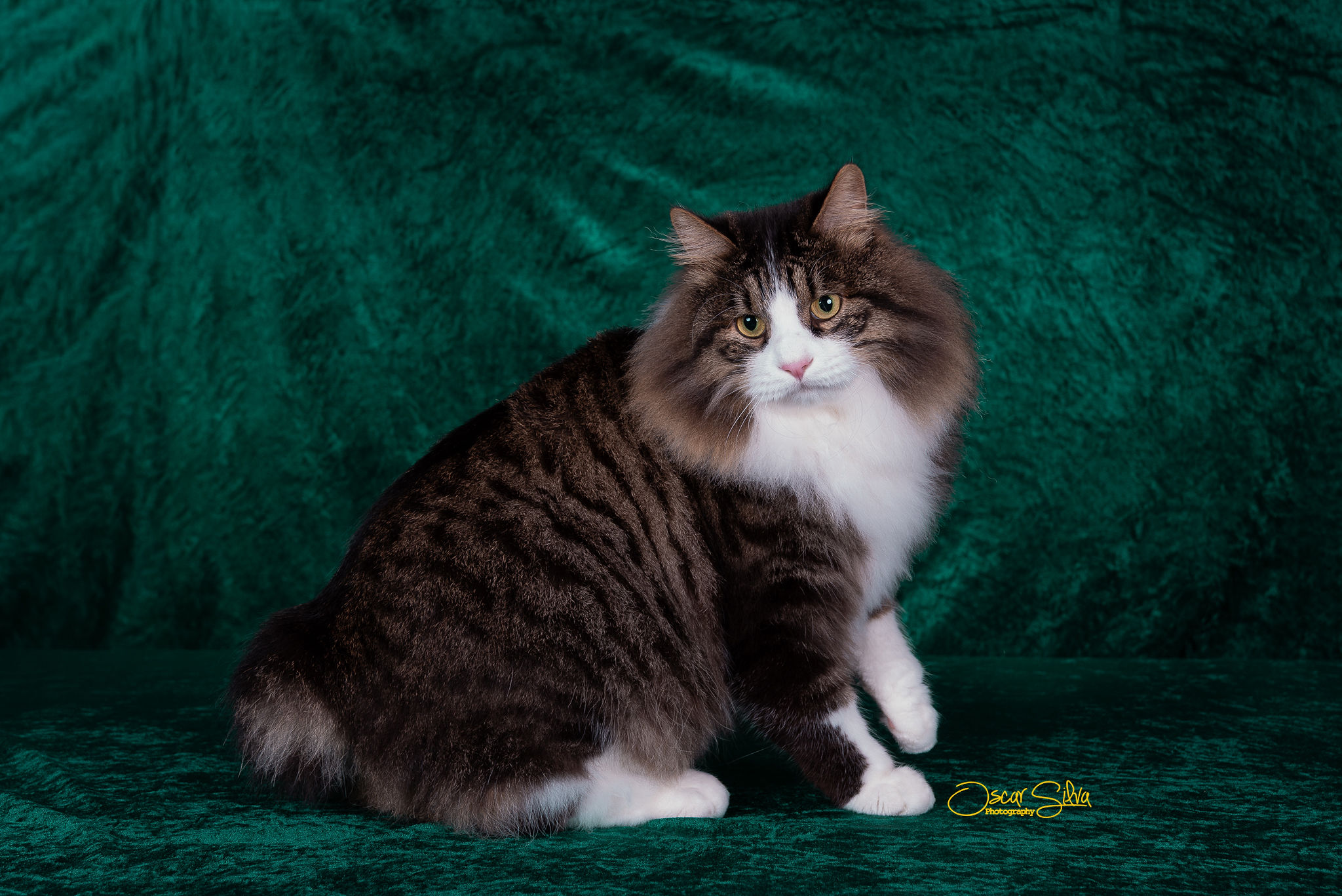 Moises Zolotaya Seredina, Kurilian Bobtail — 4