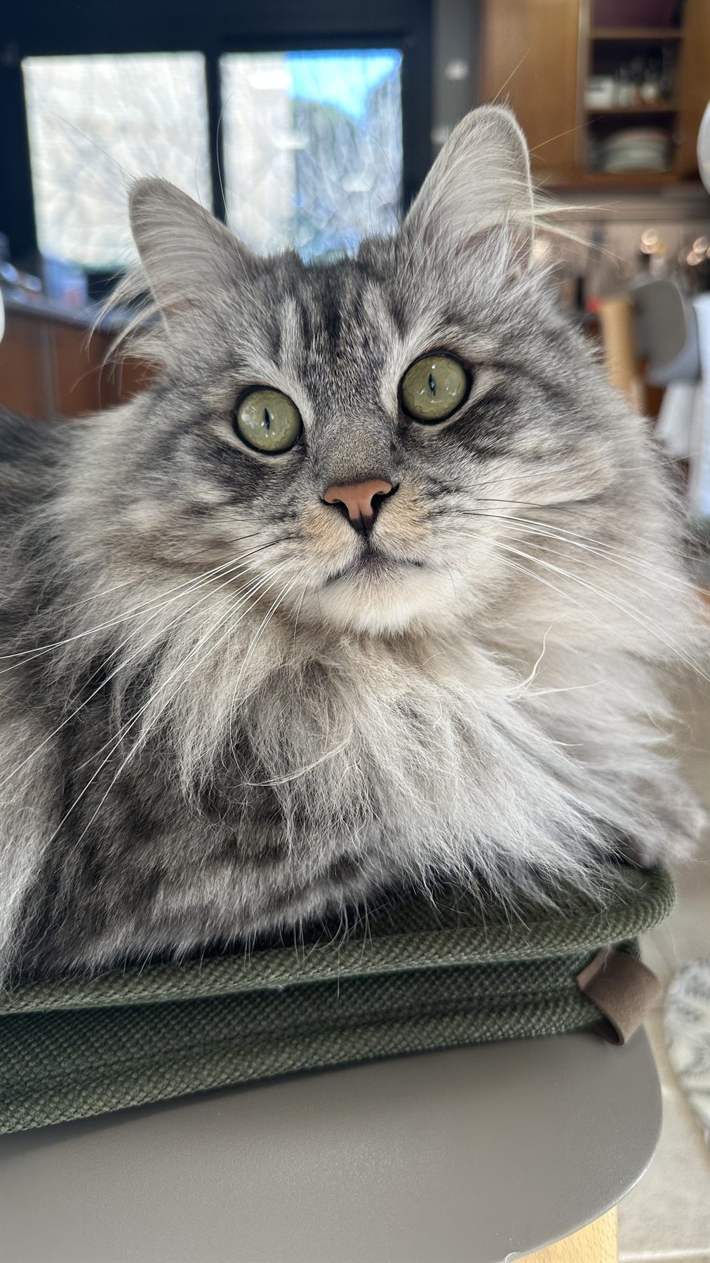 Bobby Bobtop, Kurilian Bobtail — 2