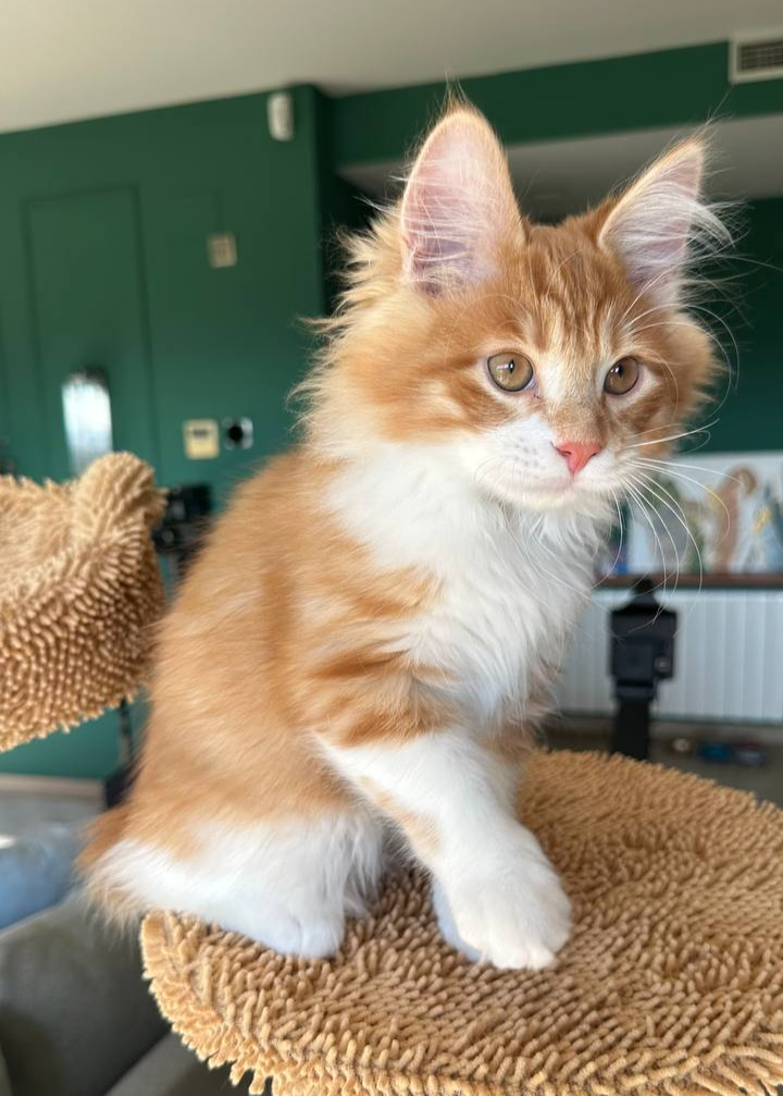 Darek Bobtop, Kurilian Bobtail BobTop