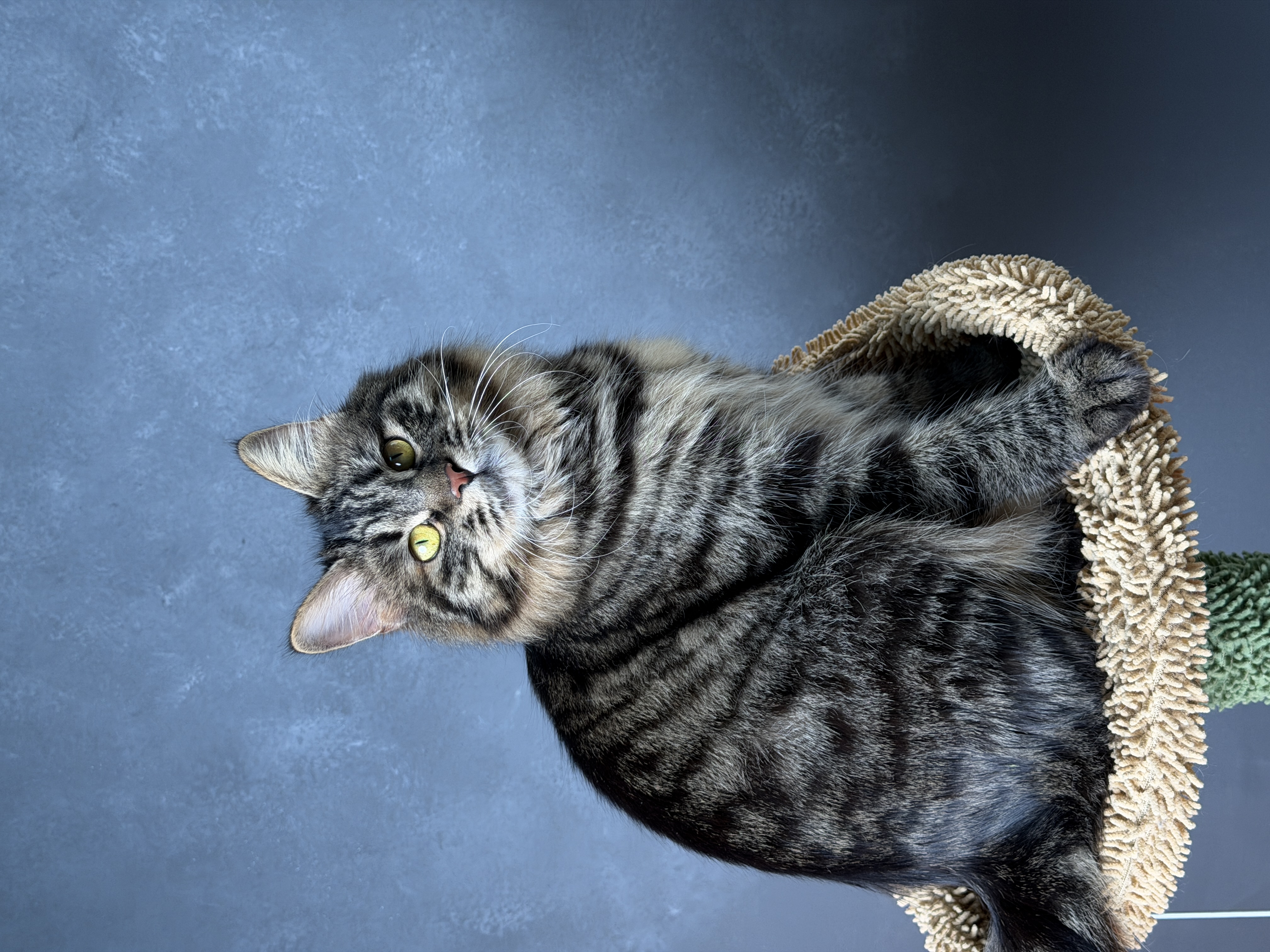 Duna Bobtop, Kurilian Bobtail
