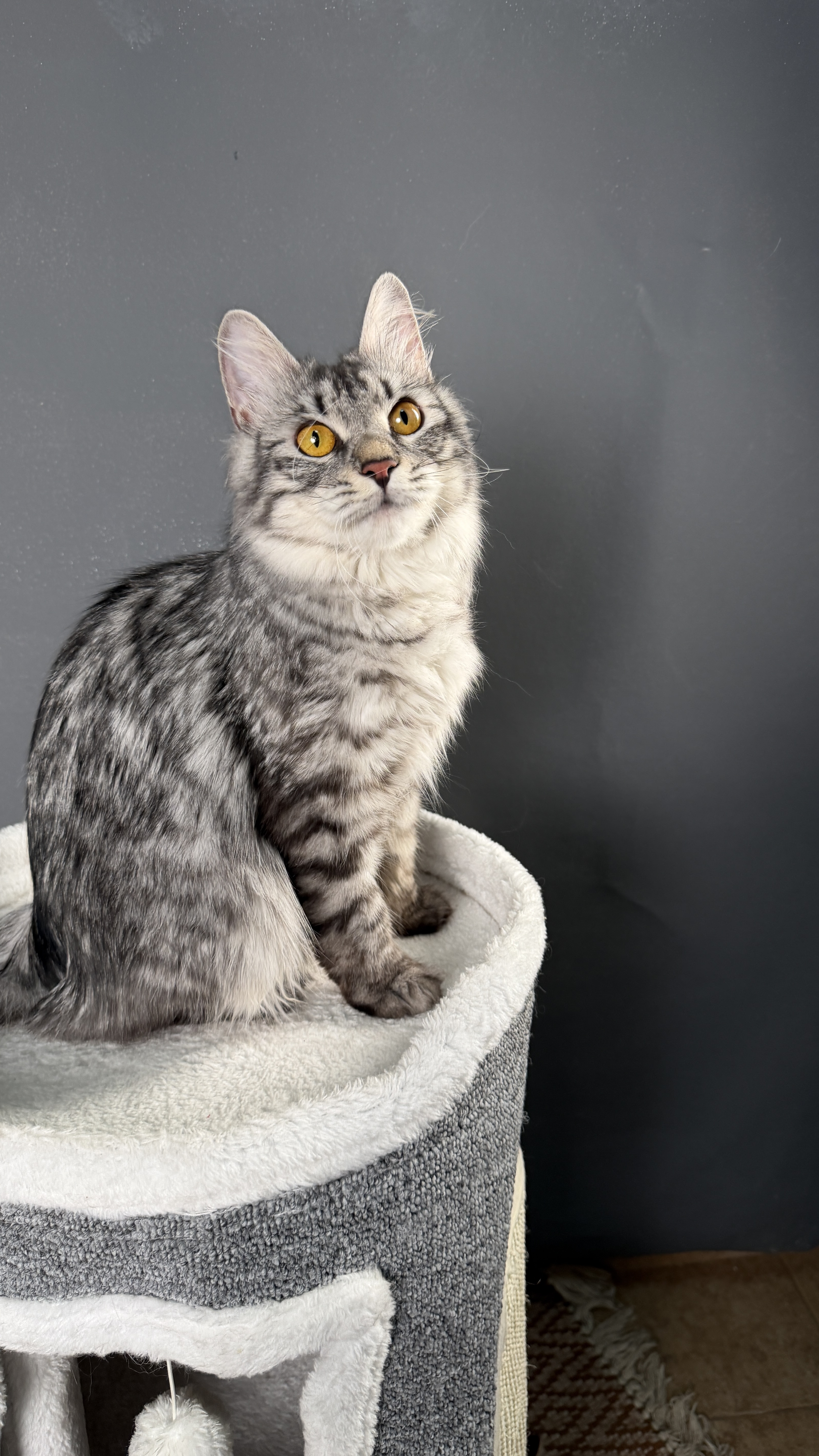 Elis Bobtop, Kurilian Bobtail — 2