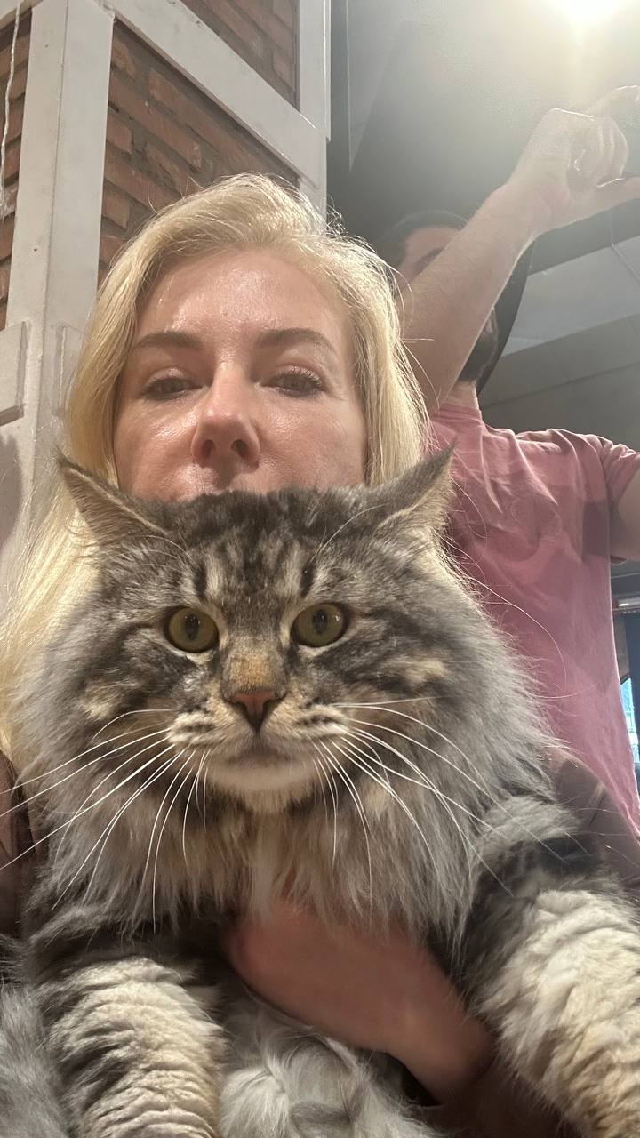 Kurilian Bobtail de BobTop au repos à la maison