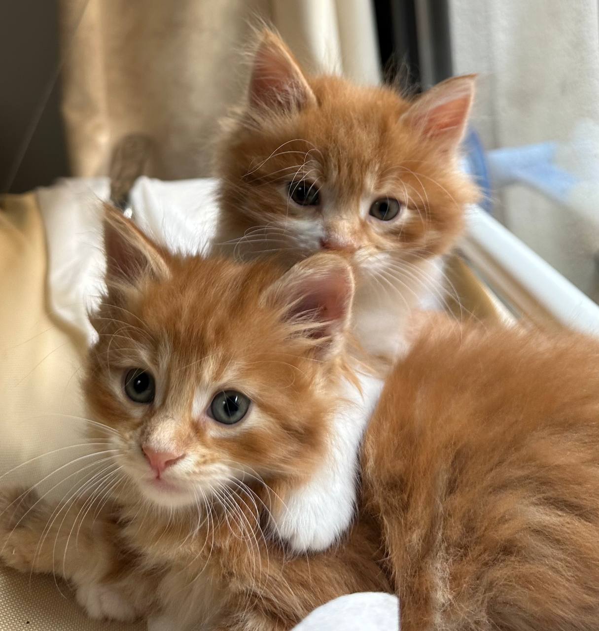 Kurilian Bobtail socialisé dans un environnement familial