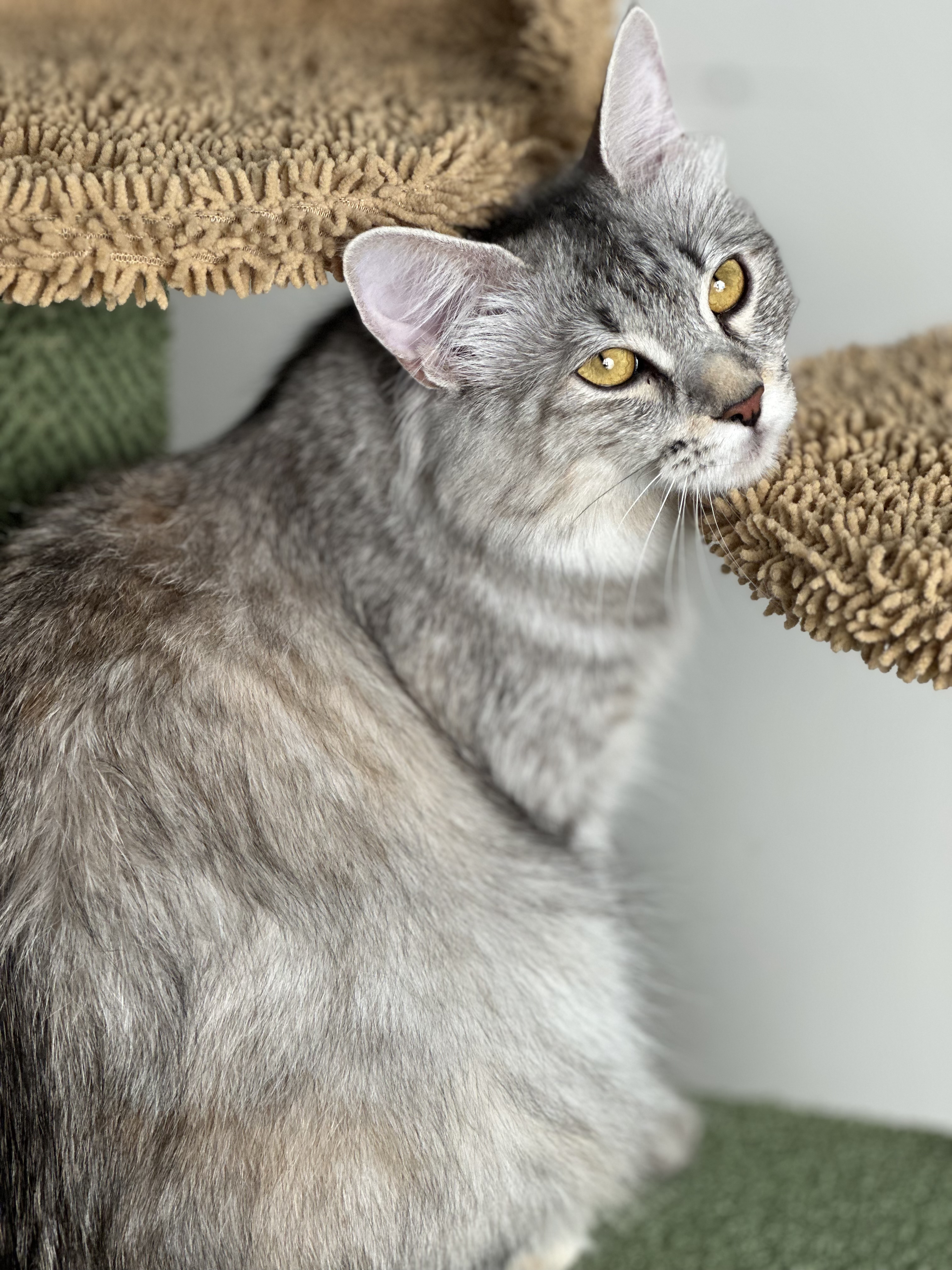 Merilyn La Gamma Dal Monastero, Kurilian Bobtail — 2